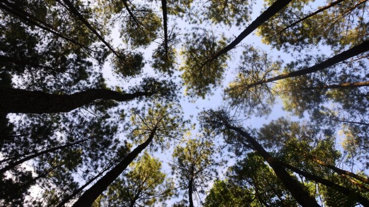 Hutan Pinus Wisata Mangli Perhutani