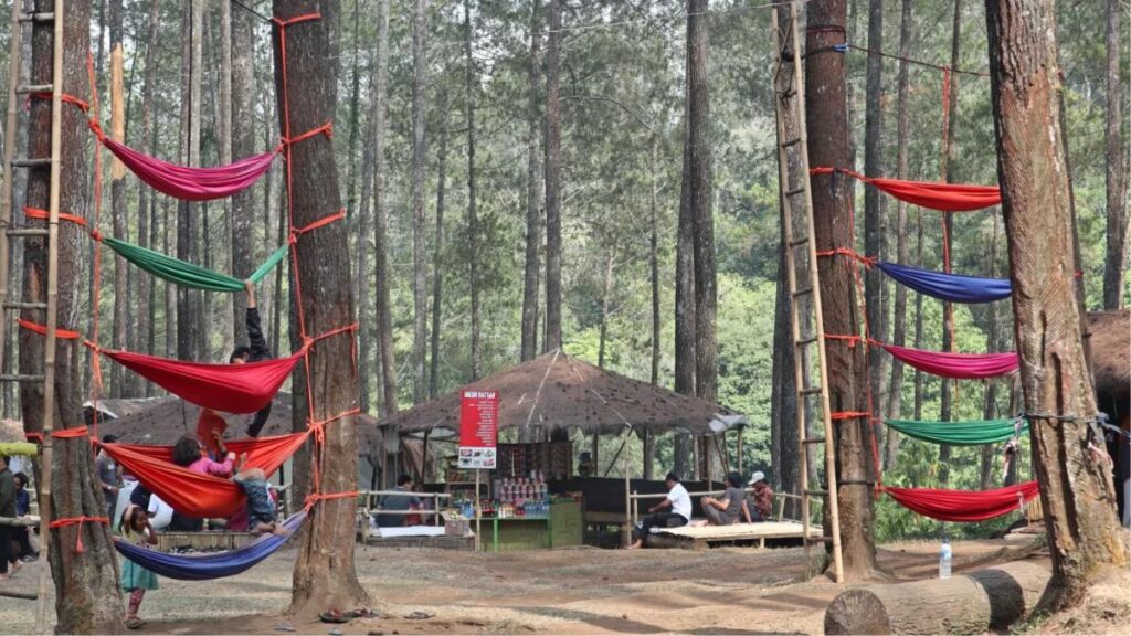 Wisata Hutan Pinus Pal 16