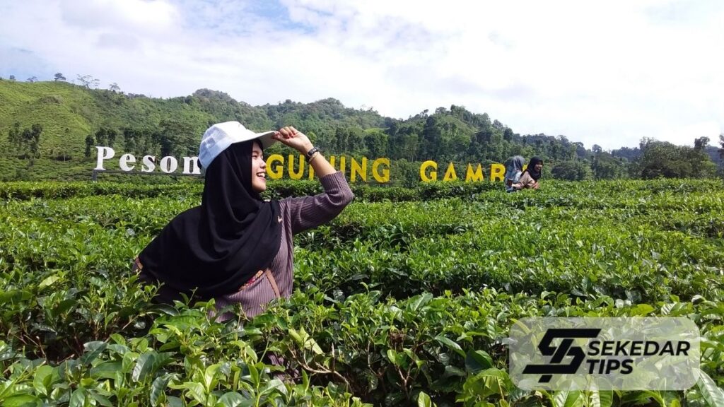 Kebun Teh Gunung Gambir