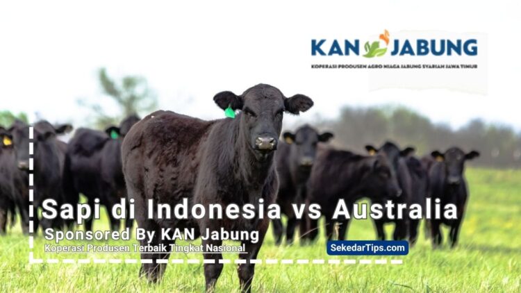 sapi australia