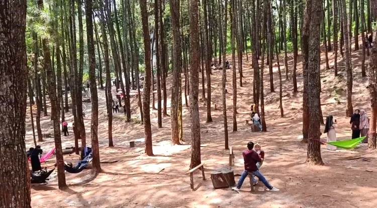 Hutan Pinus Kampar